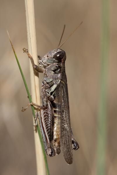 Photo of Melanoplus sanguinipes by Dieter Thommen